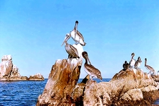 Pelícanos, Los Cabos, BCS, México