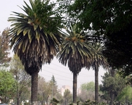 Insurgentes Norte, M�xico DF